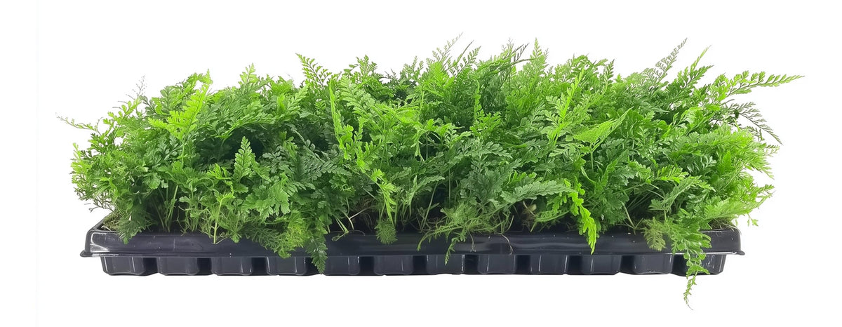 White Paw Fern | 20 Live Plants | Davallia Tyermanii | Indoor Outdoor Tropical Foliage | Fuzzy Root Houseplant | Exotic Decorative Greenery | Pet Safe
