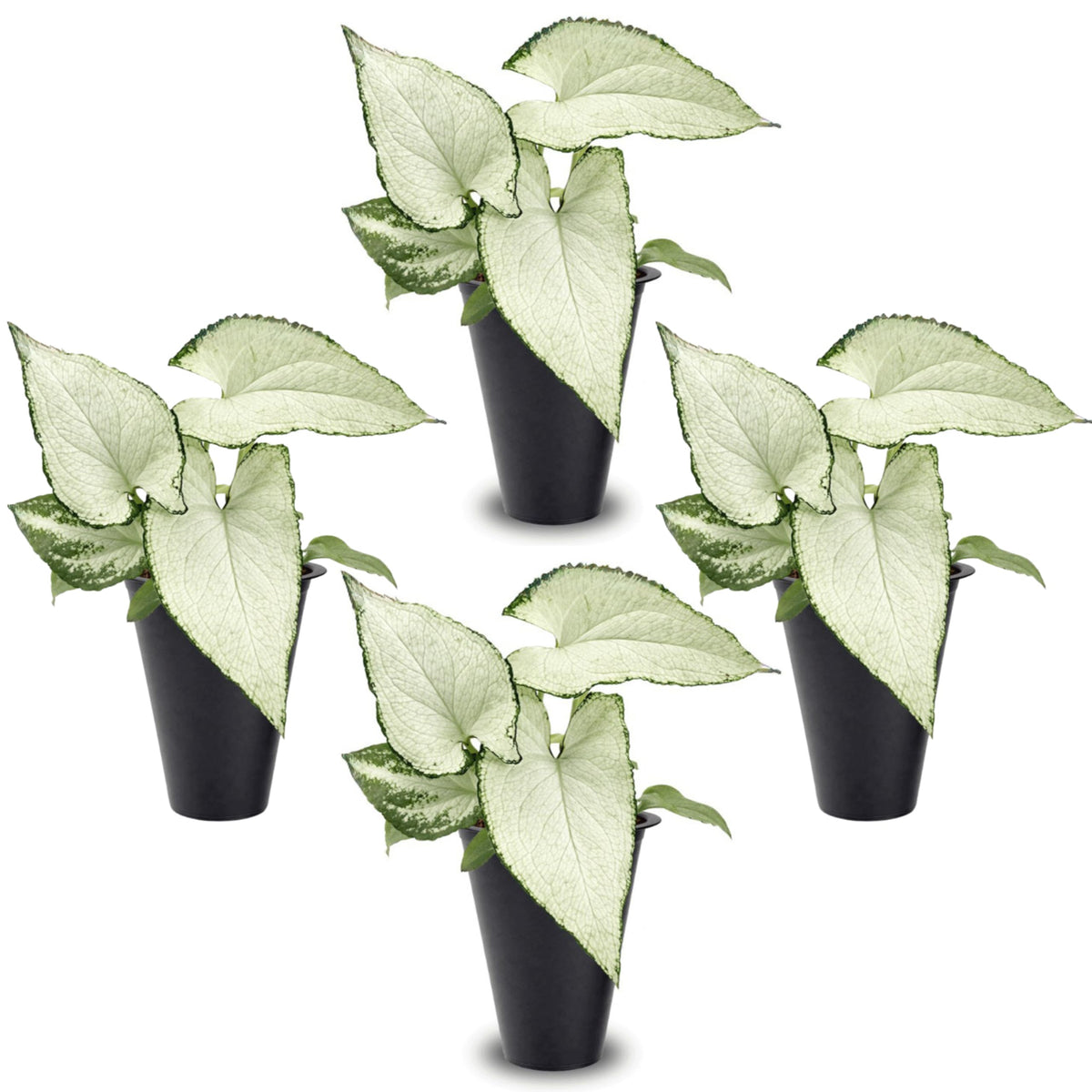 Syngonium Holly M (4 Pack) Live Starter Plants, Variegated Arrowhead Vine Houseplants, Easy Care Indoor Tropical Plants Live, Decorative Foliage Plants