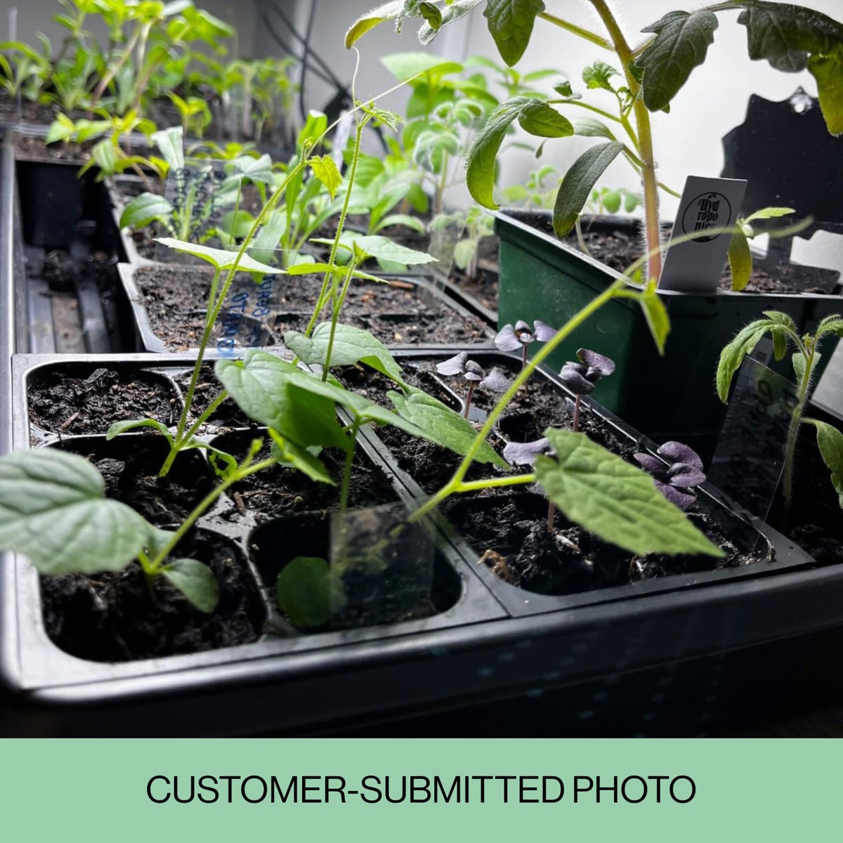 The Hydroponic City Seed Starter Trays, 216-Cell Seedling Starter Trays (36 Trays - 6 Cells Each) + Plant Stakes