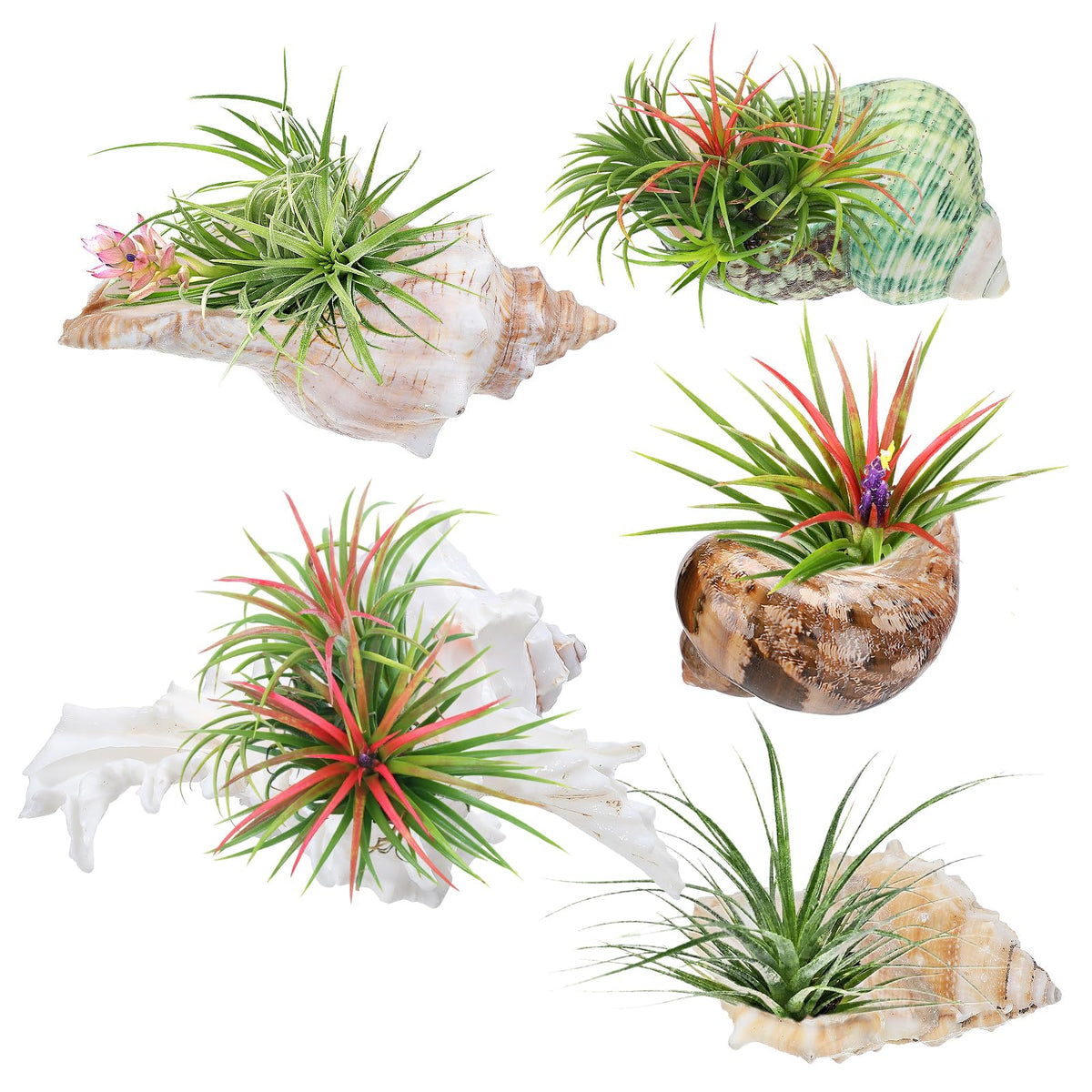 Biggun 5 Pack Conch Sea Shell Air Plant Holder-Natural Conch Plant Pots Holder in 5 Styles Decorative Tillandsias Succulent Display Container Table Centerpiece for Home Garden Beach Theme Party Favor