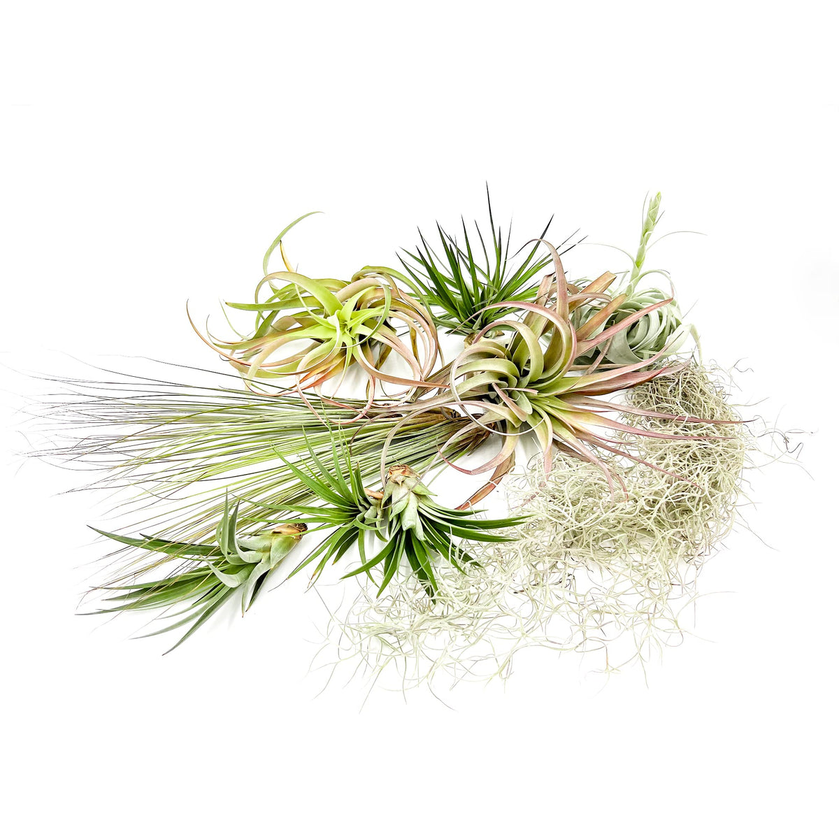 ragnaroc Holiday Hosting Gift Box Giant - 13ct -Tillandsia Air Plant Set - Live Arrival Guaranteed - House Plants for Home Decor & Gift