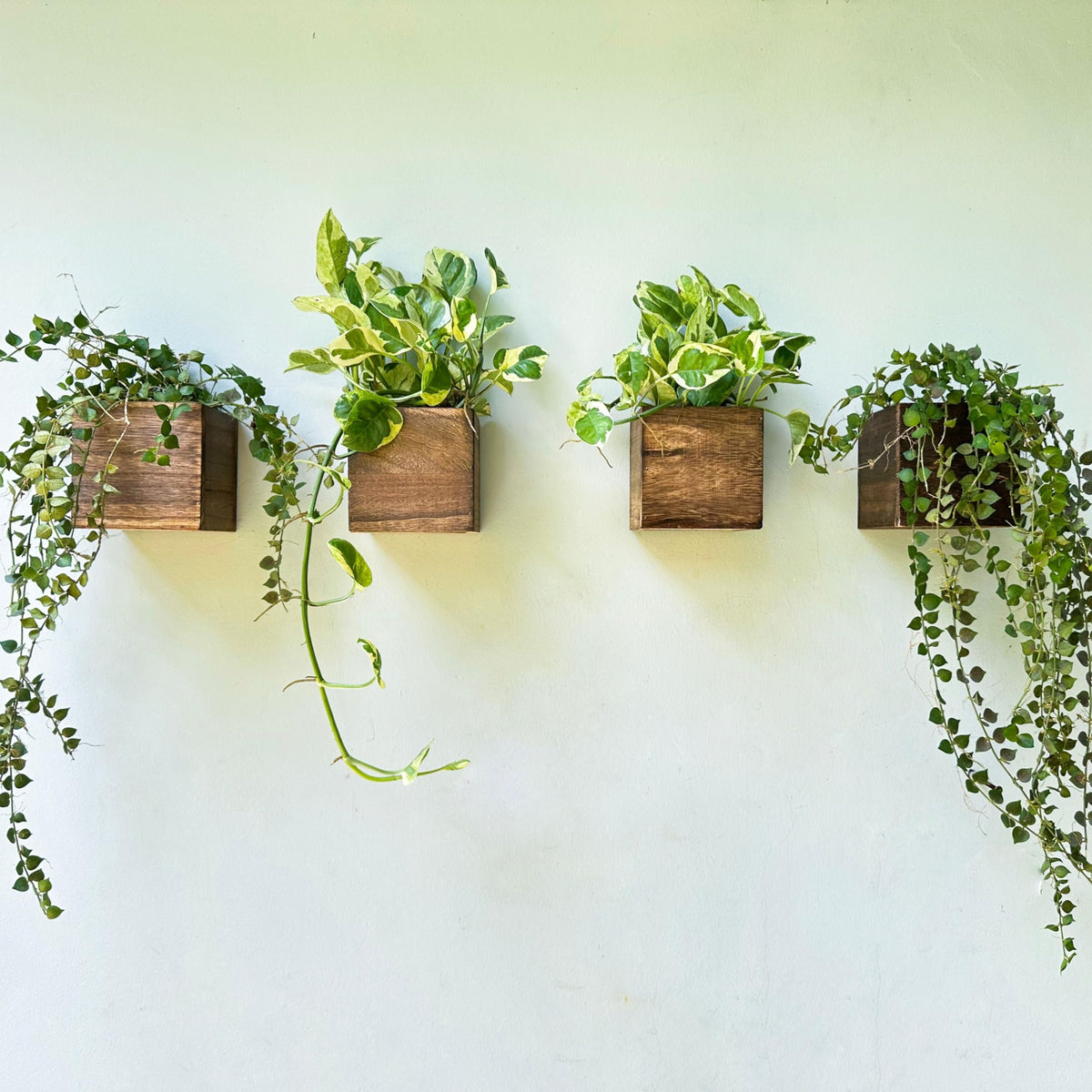 LaLaGreen Wood Planter Boxes (4x4 Inch, 4 Pack) Small Square Wooden Wall Mounted Flower Pot for Indoor Plants, Window Box Mount Hanging Herb Planters Outdoor Plant Holder Vertical Garden Home Decor