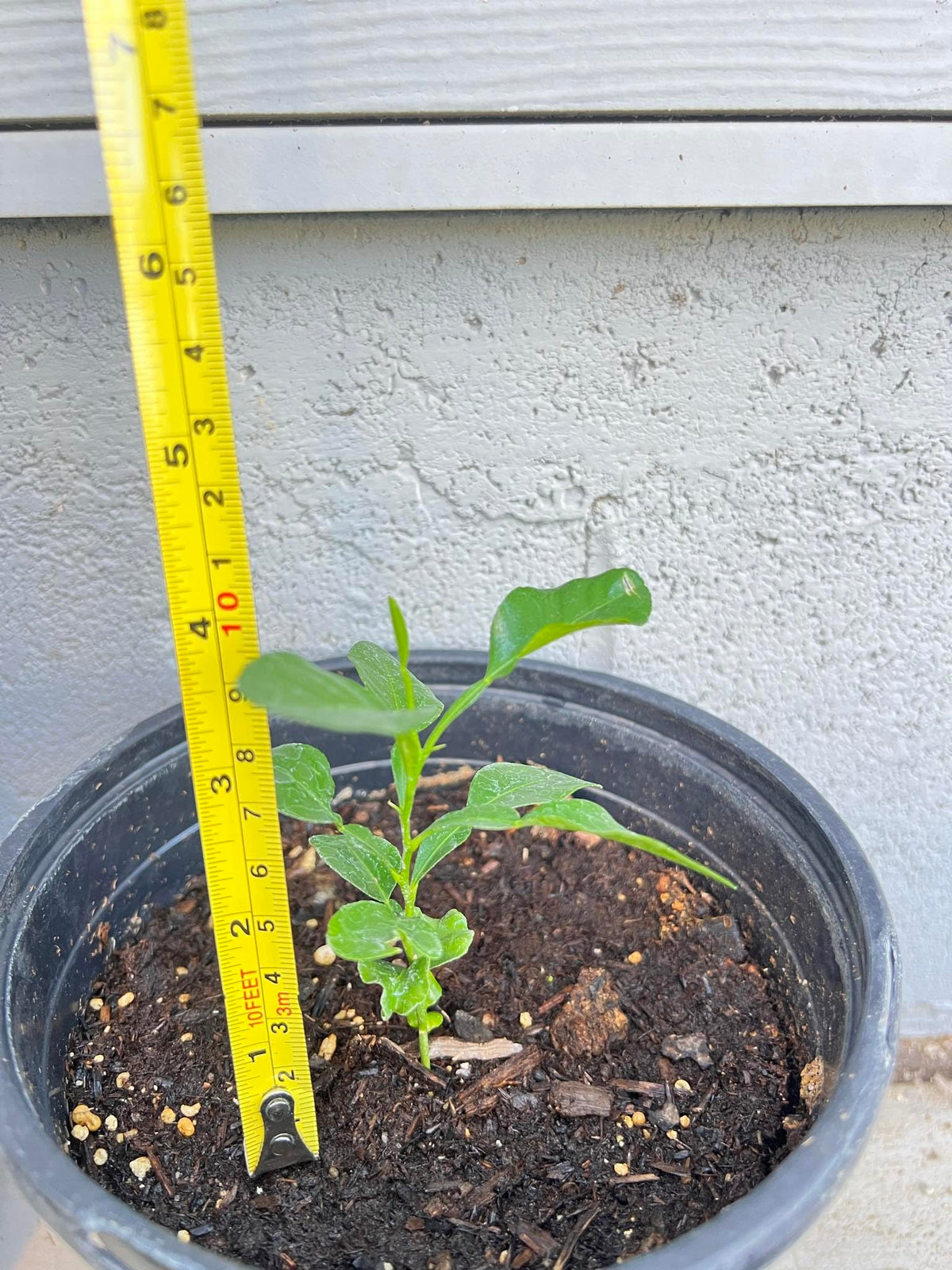 Live Kaffir Lime Tree Plant, Citrus Hystrix, Plant Starter Kit - Cannot Ship to FL, AZ, TZ, CA, LA, HI