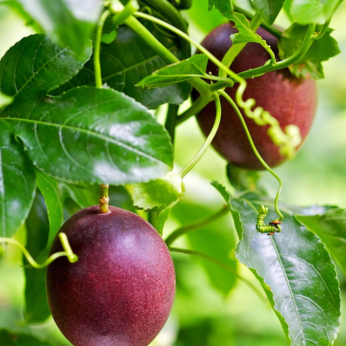 22+ Passion Fruit Seeds for Planting - Passion Seeds Passiflora Giant Granadilla Grow Your Own Plant Gardening Gift
