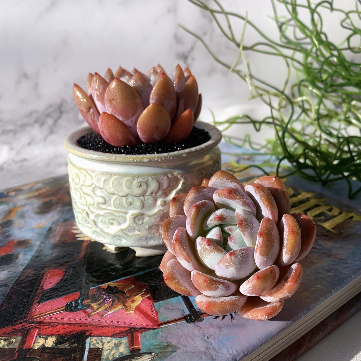 Echeveria Sang-A Rare Live Succulent Plants, 1 Head 2.2" Bare Root Without Pot & Soil, Garden Indoor Office Desk Baby Shower Decoration, Friend Plant Lovers Gifts