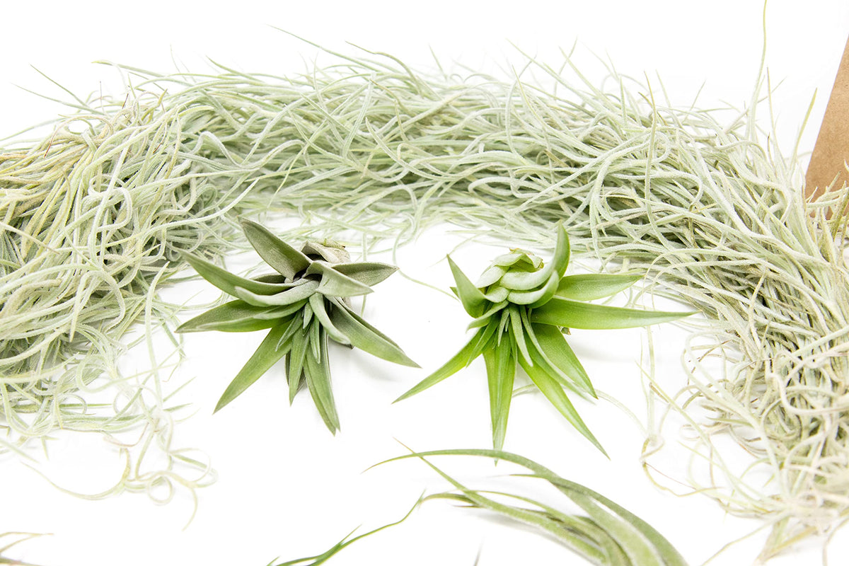 10 Pack Grab Bag Air Plants Gift Wrapped with Tillandsia Usneiodes Spanish Moss - Live Tillandsia - Easy Care House Plant - Succulents - 30 Day Guarantee
