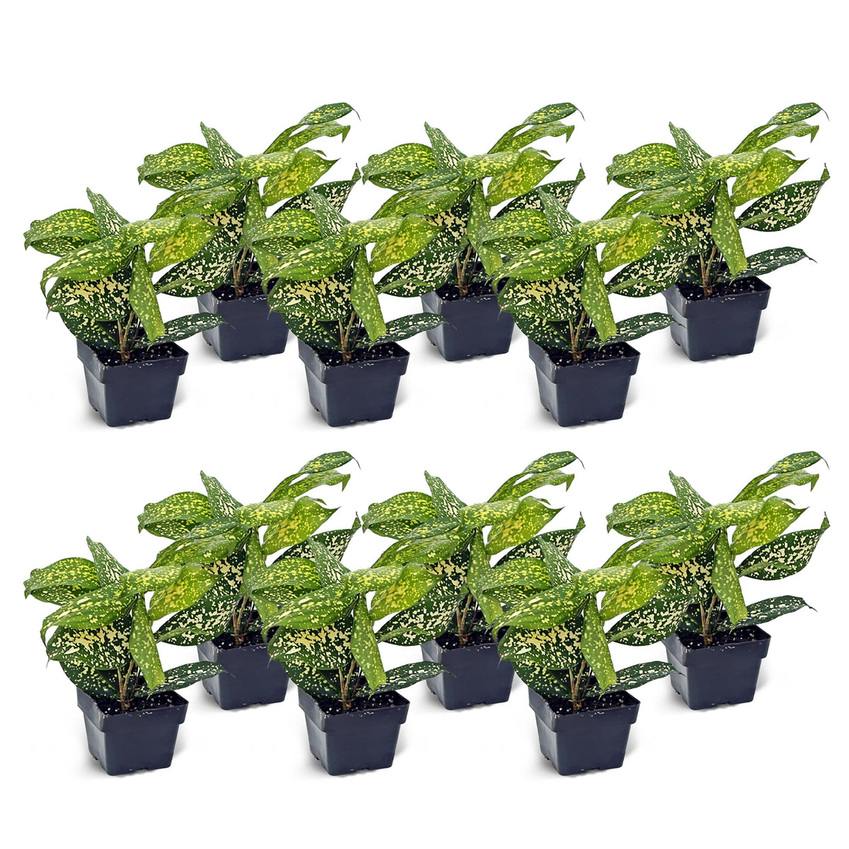 12 Pack Live Florida Beauty Golddust Spoted-Leaf Dracaena Surculosa, Variegated Indoor Potted Houseplant, Office Gift, Get Well Gift, Birthday Gift, Thank You Gift in 3" Pot