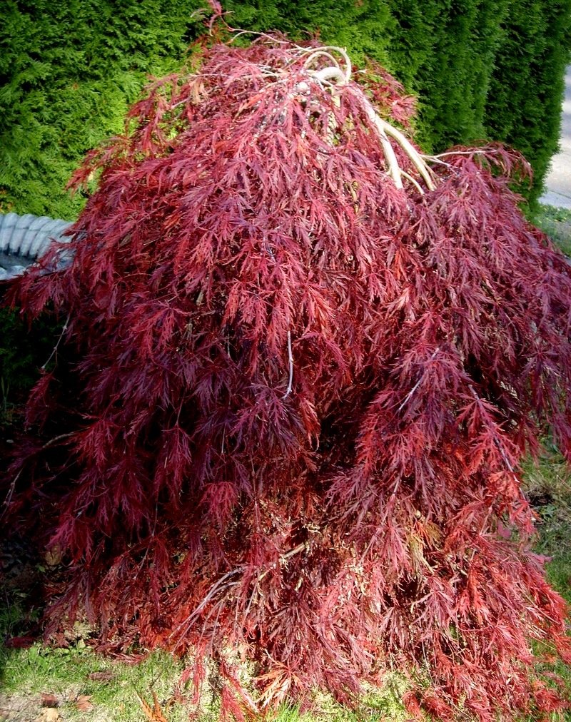 Red Dragon Weeping Japanese Maple - 3 Year Live Plant