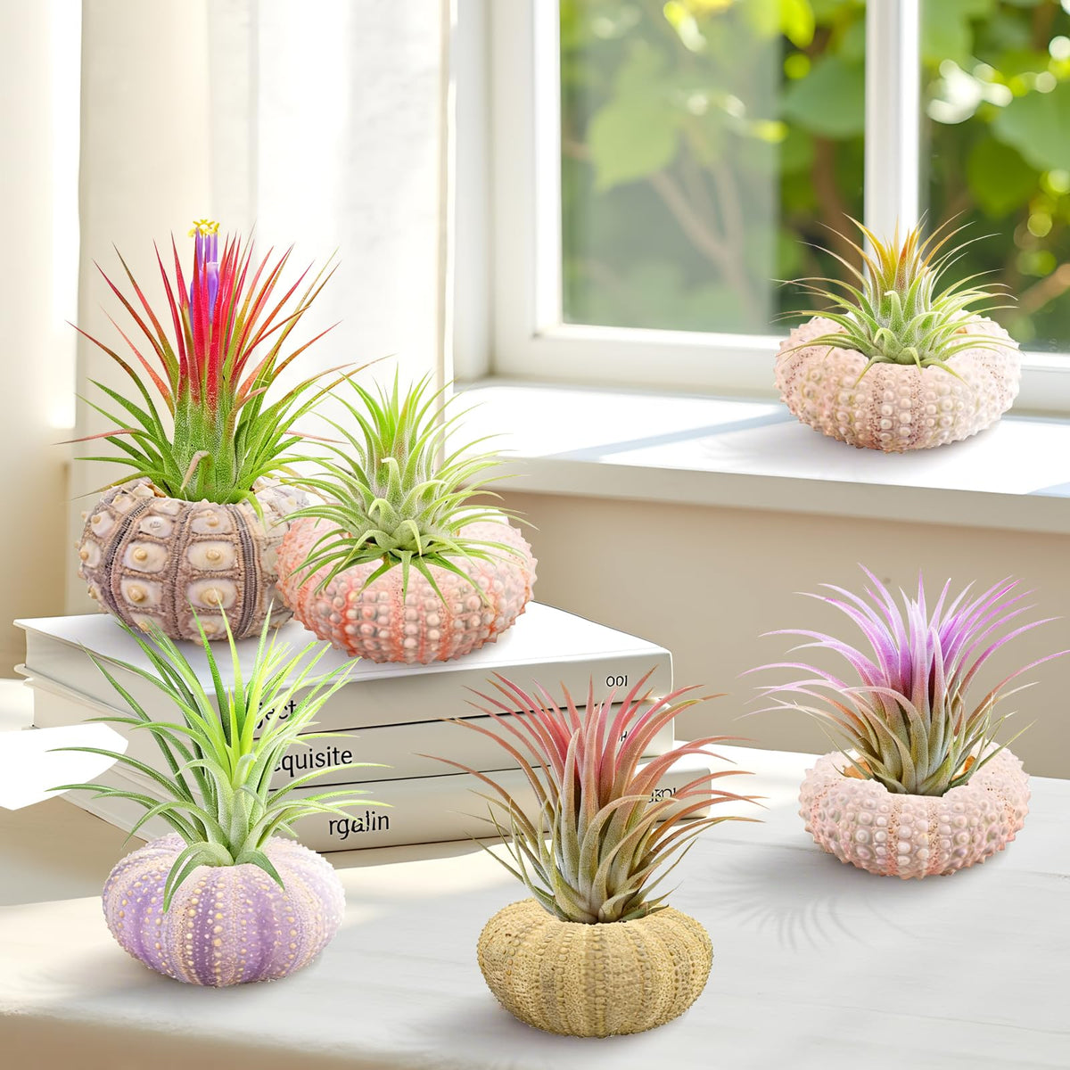 Woosytoo Hanging Air Plant Holders 6PCS – Mini Sea Urchin Shell Hanger Pots for Tillandsia & Succulent Display, Coastal Home & Garden Wall Decor, Indoor Outdoor Hanging Planter Set