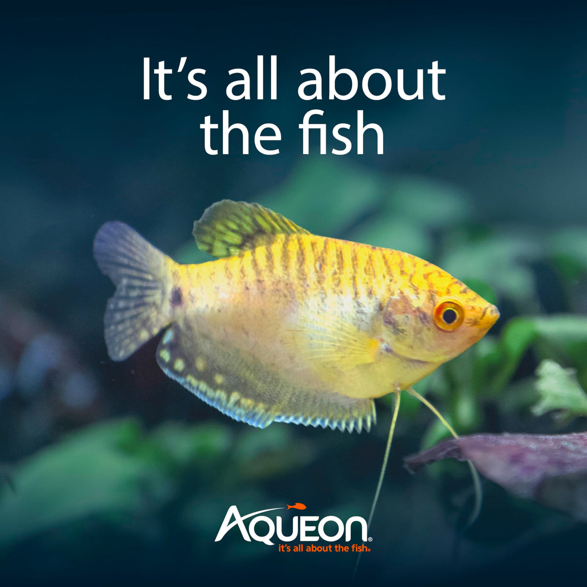 Aqueon Aquarium Starter Kit with Smart Clean Filtration and LED Lighting, Freshwater and Saltwater Fish, 20-Gallon