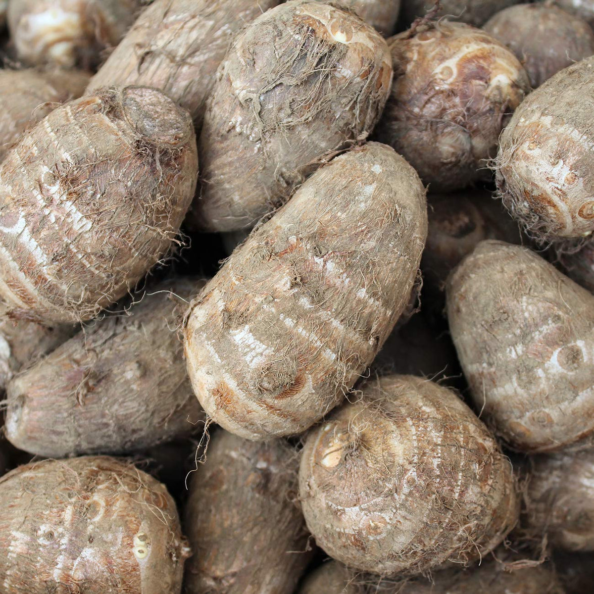 Van Zyverden Elephant Ears Antiquorum Illustris Set of 1 Bulb