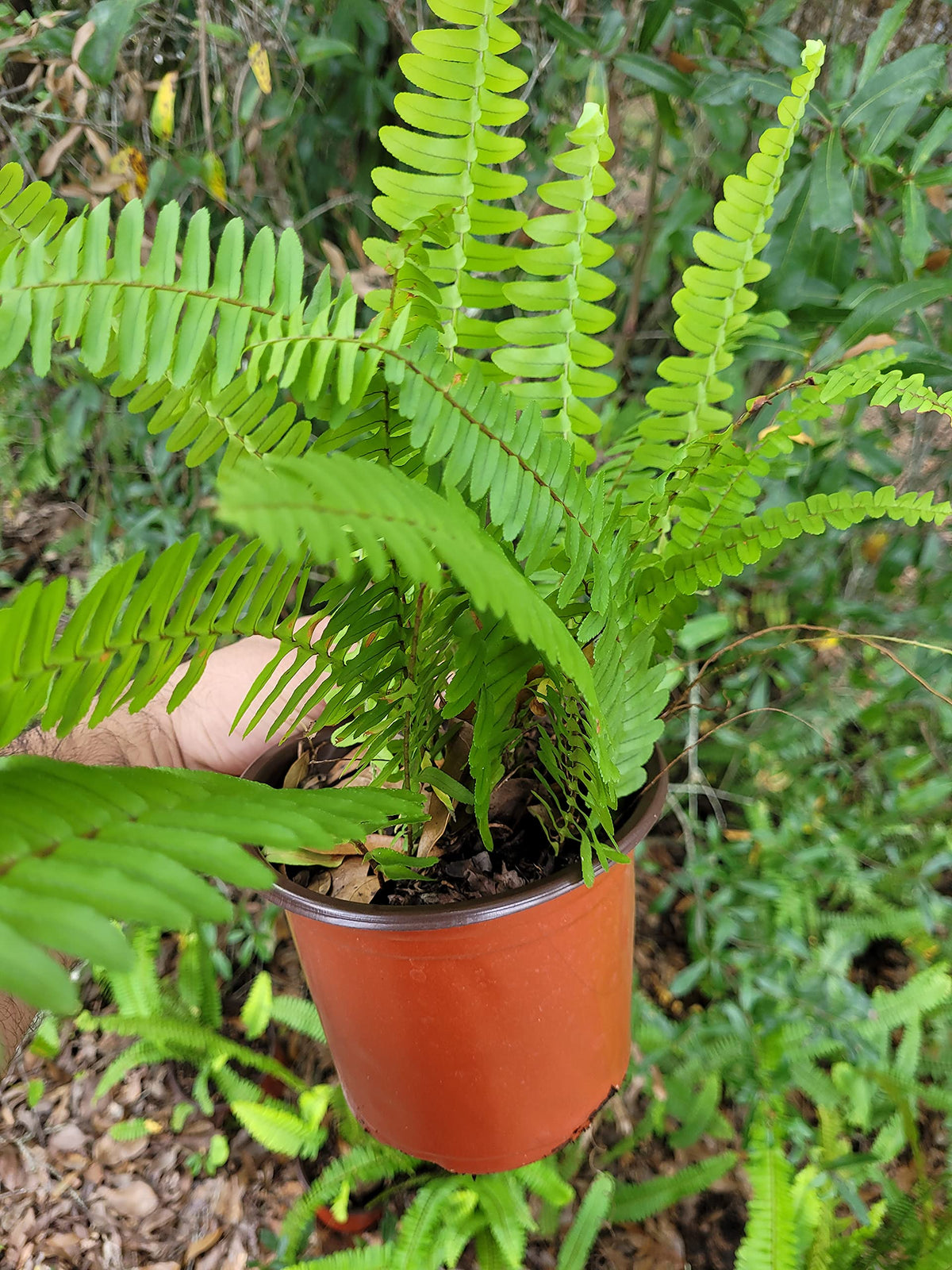 Boston Ferns in 6 Inch Pot