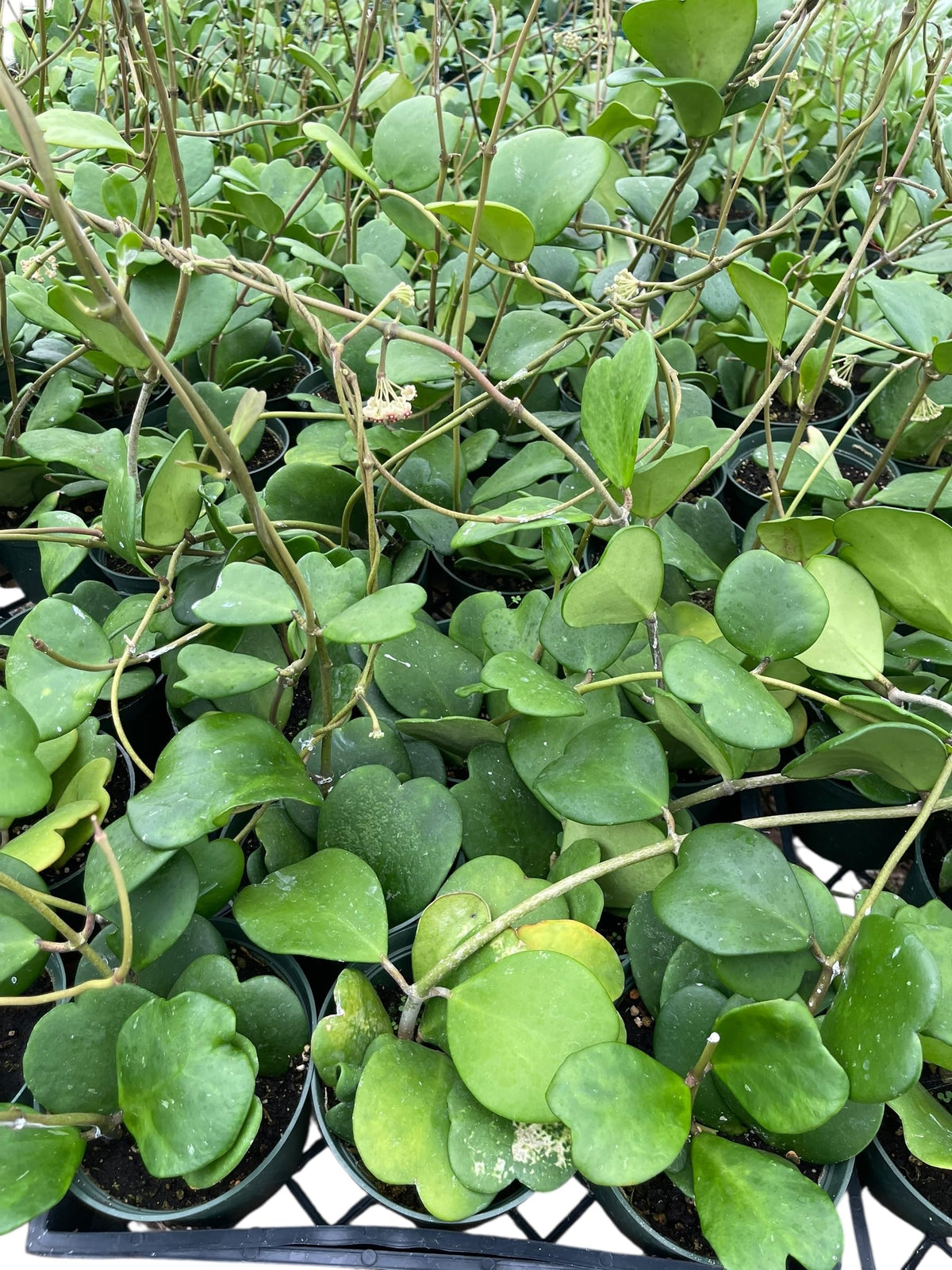 Hoya Kerrii Live Plant – Heart Leaf Hoya – 4 Inch Pot – Indoor Succulent Houseplant Easy Care