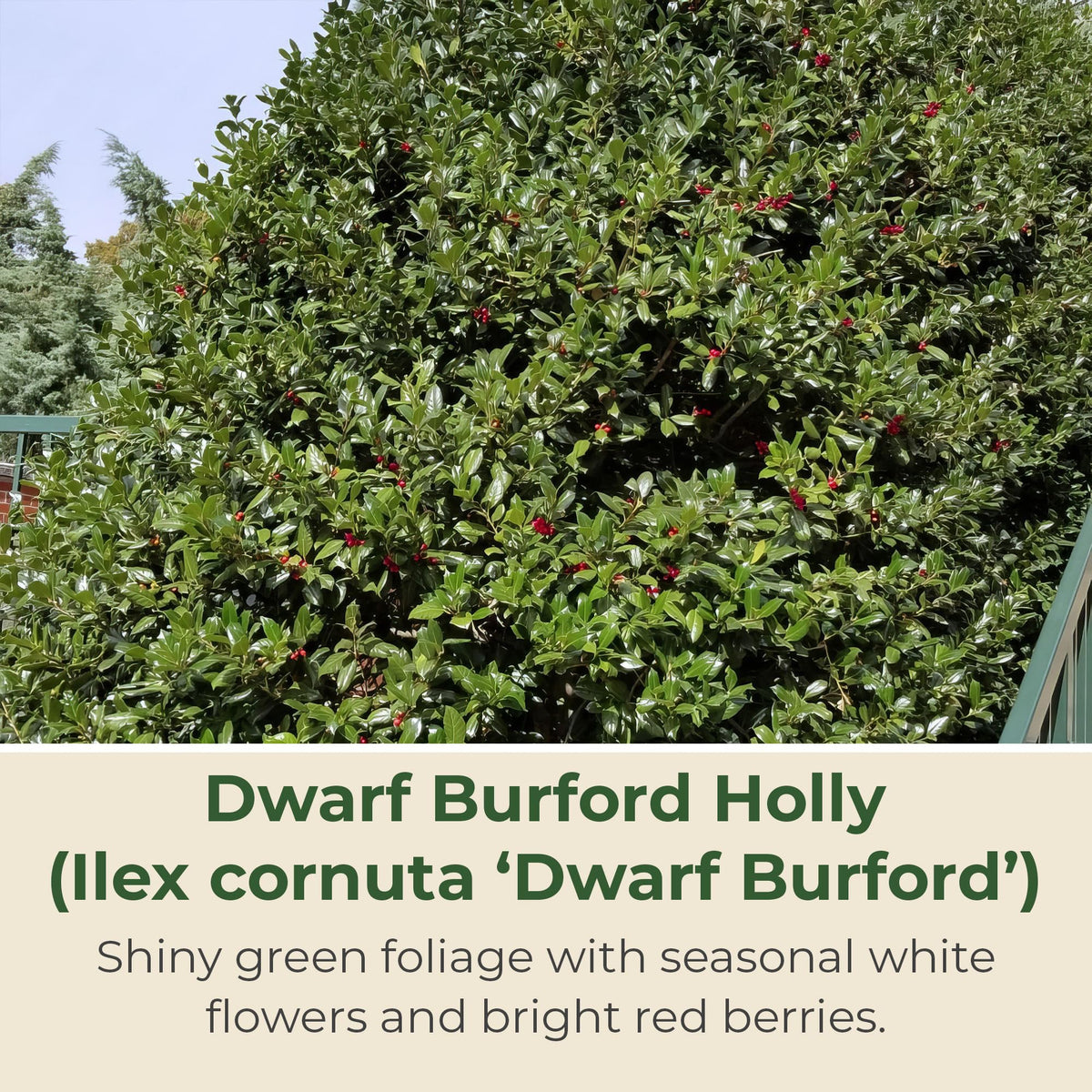 Holly Dwarf Burford Shrub – Compact Upright Evergreen Holly w/Small Showy White Flowers & Bright Red Berries for Formal Hedges & More - Grows Up to 10 ft in 3 Gal Grower Pot, USDA Zones 7–9, 1-Pack