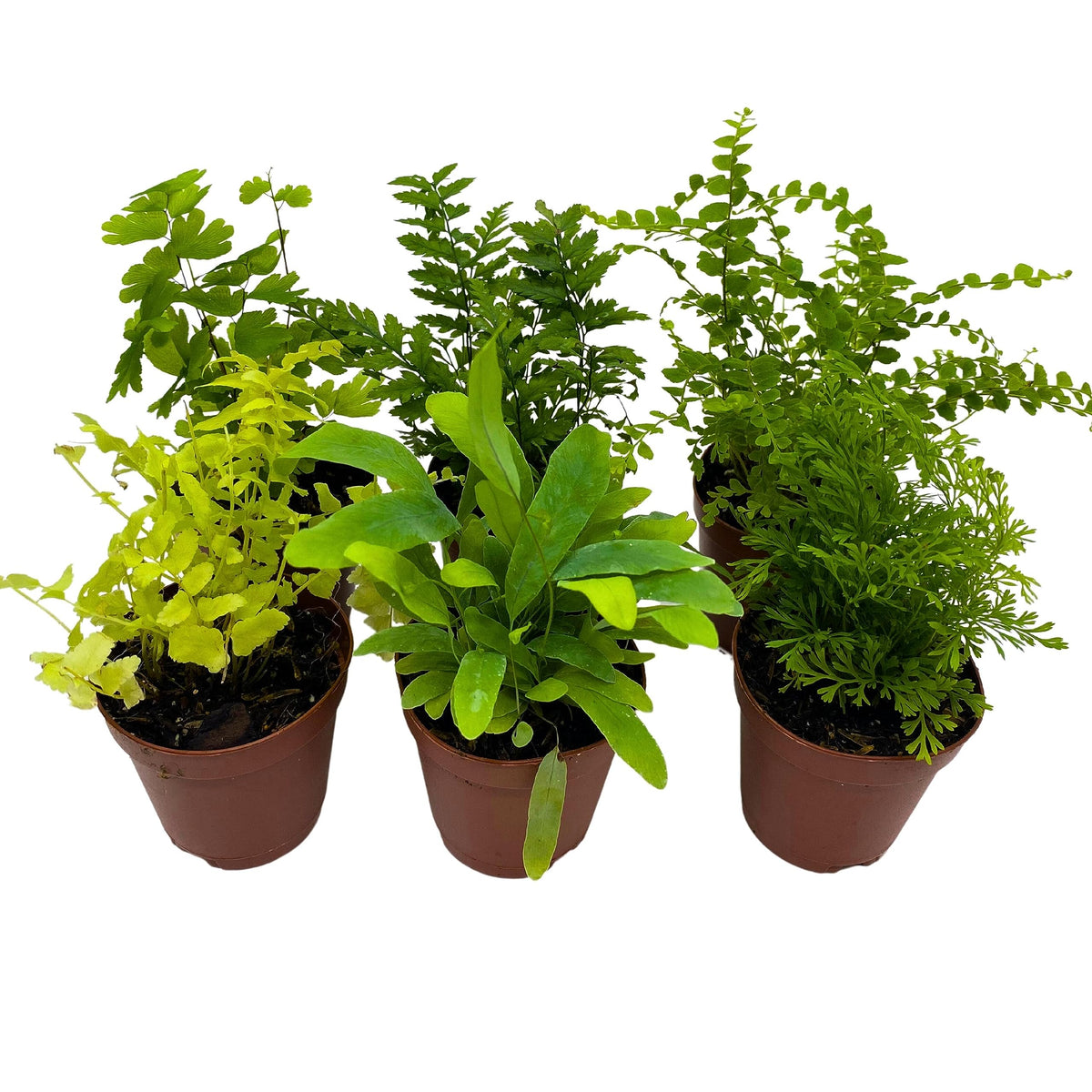 BubbleBlooms Fern Variety Assortment, 6 Different Ferns in 2 inch pots Tiny Mini Pixie Plants