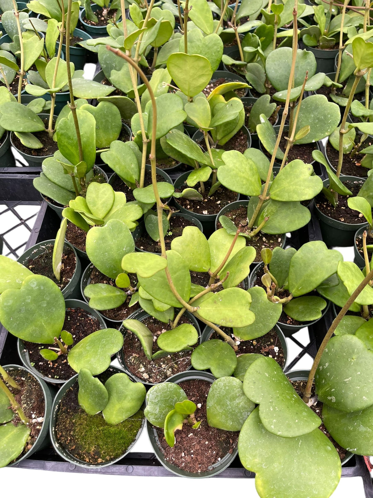 Hoya Kerrii Live Plant – Heart Leaf Hoya – 4 Inch Pot – Indoor Succulent Houseplant Easy Care