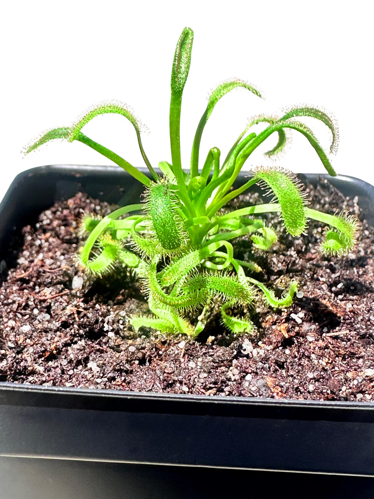Cape Sundew (Drosera capensis) – Carnivorous Plant with Pot, Easy Indoor Grow Kit for Beginners & Nature Enthusiasts