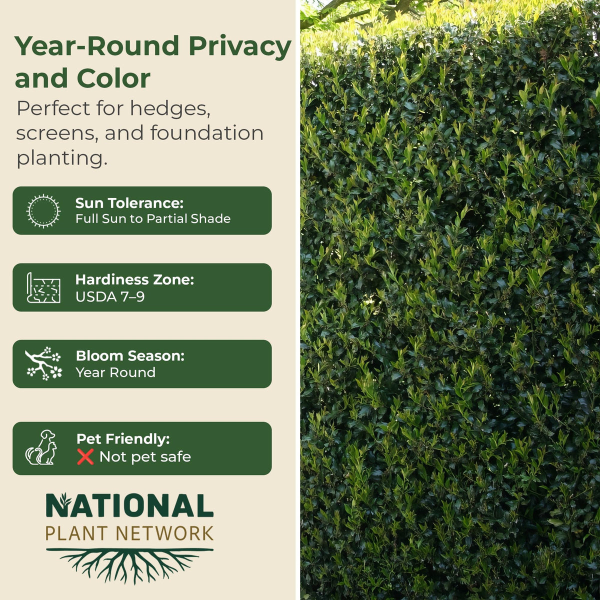 Holly Dwarf Burford Shrub – Compact Upright Evergreen Holly w/Small Showy White Flowers & Bright Red Berries for Formal Hedges & More - Grows Up to 10 ft in 3 Gal Grower Pot, USDA Zones 7–9, 1-Pack