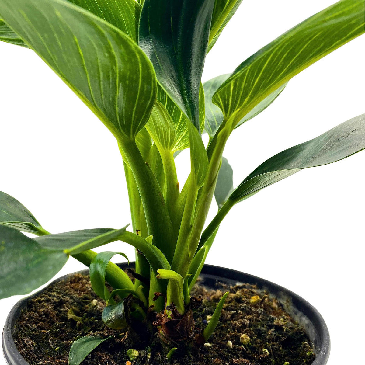 BubbleBlooms Philodendron Birkin White Wave in a 6 inch Pot