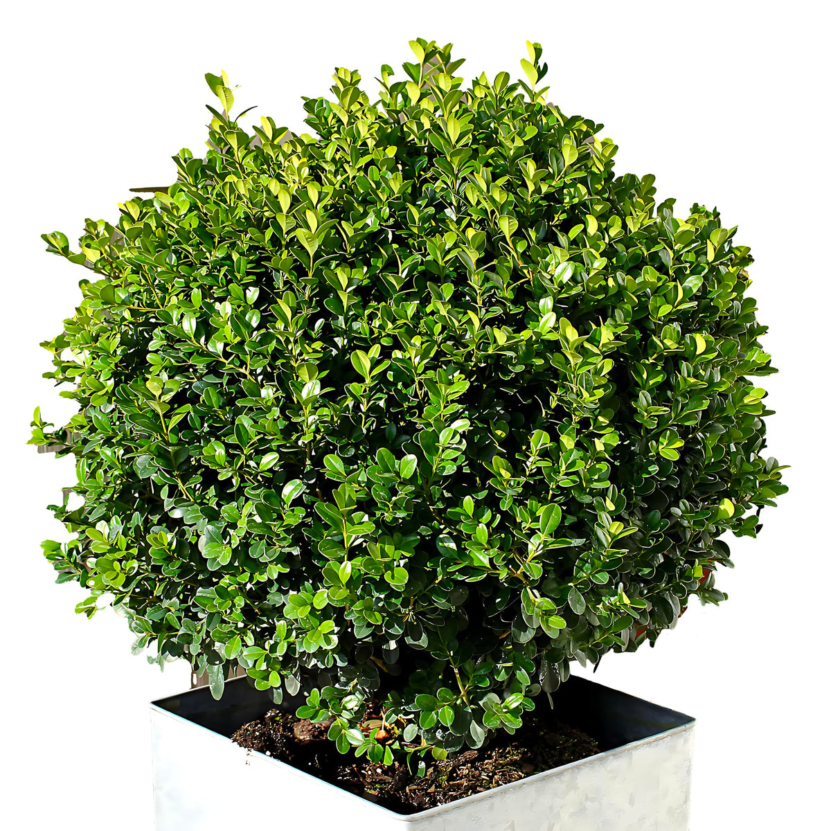 Wintergreen Boxwood Shrub Live Plant – Evergreen Hedge, Buxus sinica VAR. insularis ‘Wintergreen’, Cold-Hardy Shrub for Borders, Foundation, Topiary & Landscaping, USDA Zones 4–9