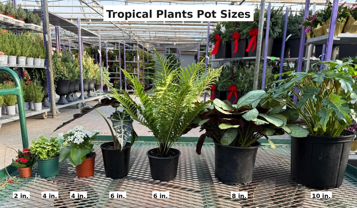 RedCrocus - RedCrocus Moonshine Ficus - Variegated Indoor Plant with Chartreuse Foliage, Bushy & Compact, Perfect for Decor & Floral Arrangements, Pet Warning, Indoor Use 6" Pot