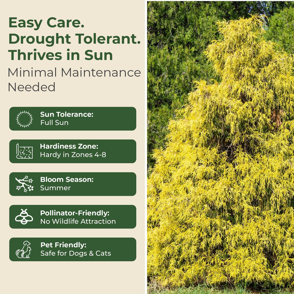 Gold Mop Cypress Shrub - Low Maintenance Plant - Grows Upto 5' x 5' - Thrives in Full Sun in 3 Gal Grower Pot - Golden Evergreen Plant for Landscaping, Sidewalks & Driveways