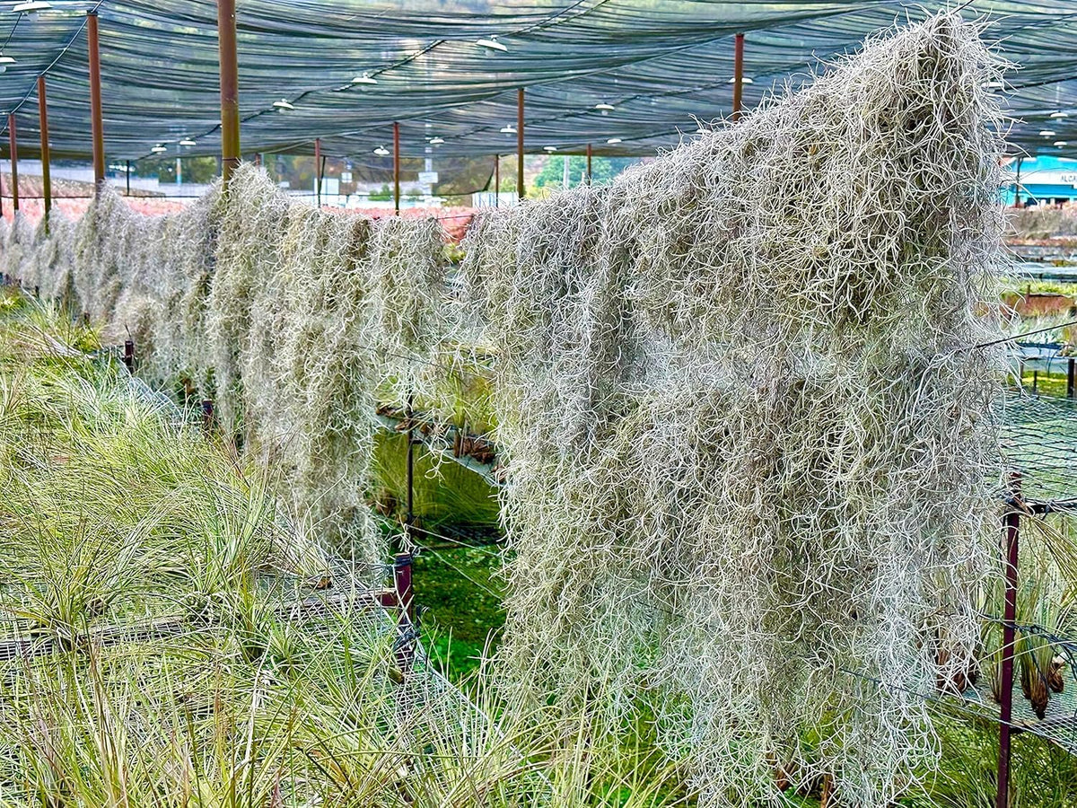 ragnaroc Tillandsia Usneoides ‘Thick-Colombian Spanish Moss’ - ragnaroc Indoor Tropical Plant 16” / 1 oz - Live Arrival Guaranteed - Live Air Plant & House Plants for Home Decor & Gift
