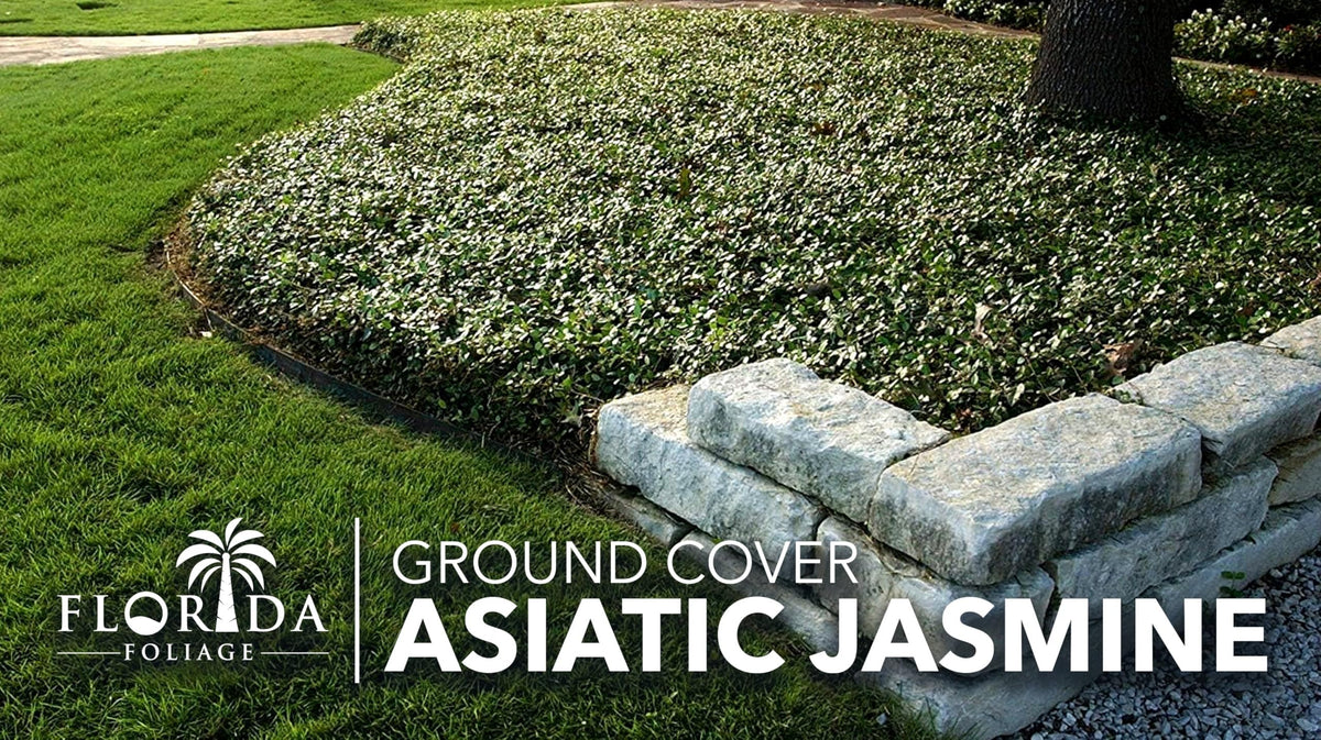 Asiatic Jasmine | 30 Live Bare Root Pips | Trachelospermum Asiaticum | Low Maintenance Ground Cover Plants | Fast Spreading Evergreen for Landscaping