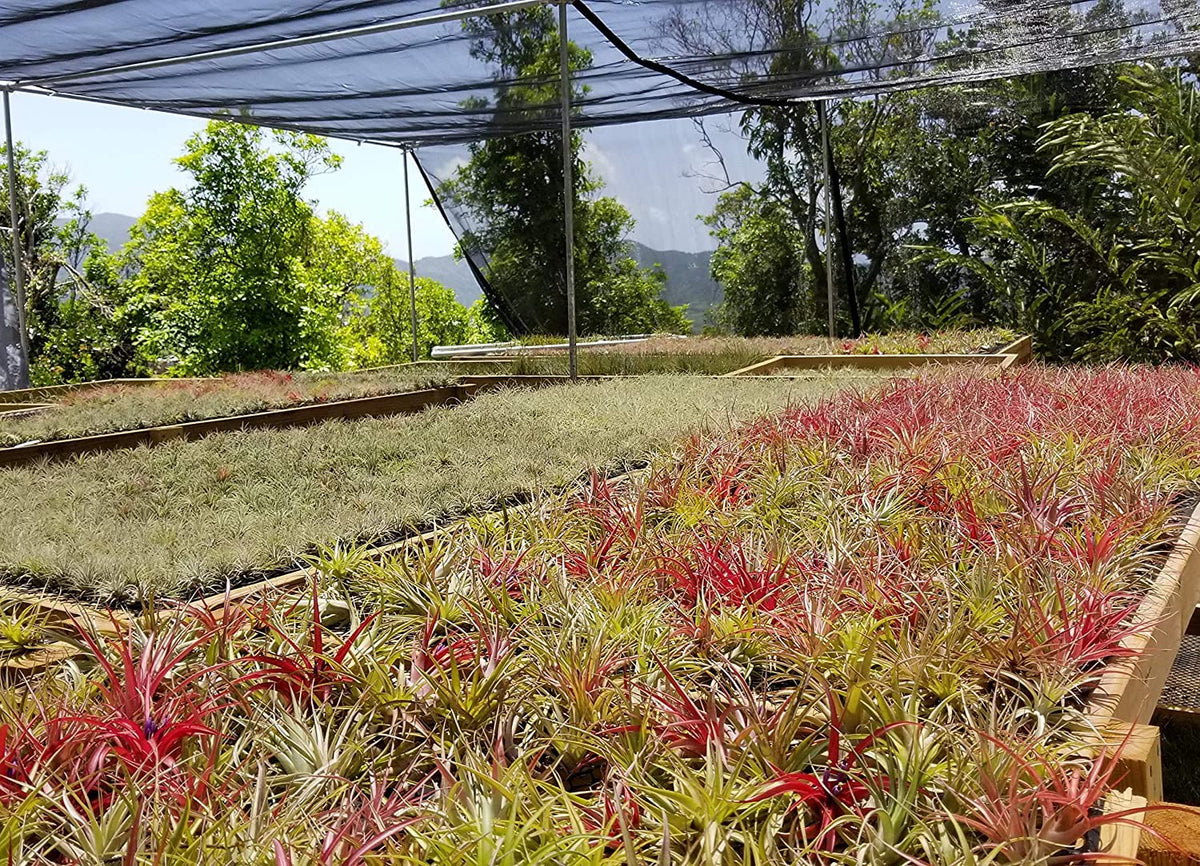 It Blooms Rainforest Grown 5 Pack Ionantha Mexican Air Plants Assorted Sizes - Live Tillandsia - 30 Day Guarantee