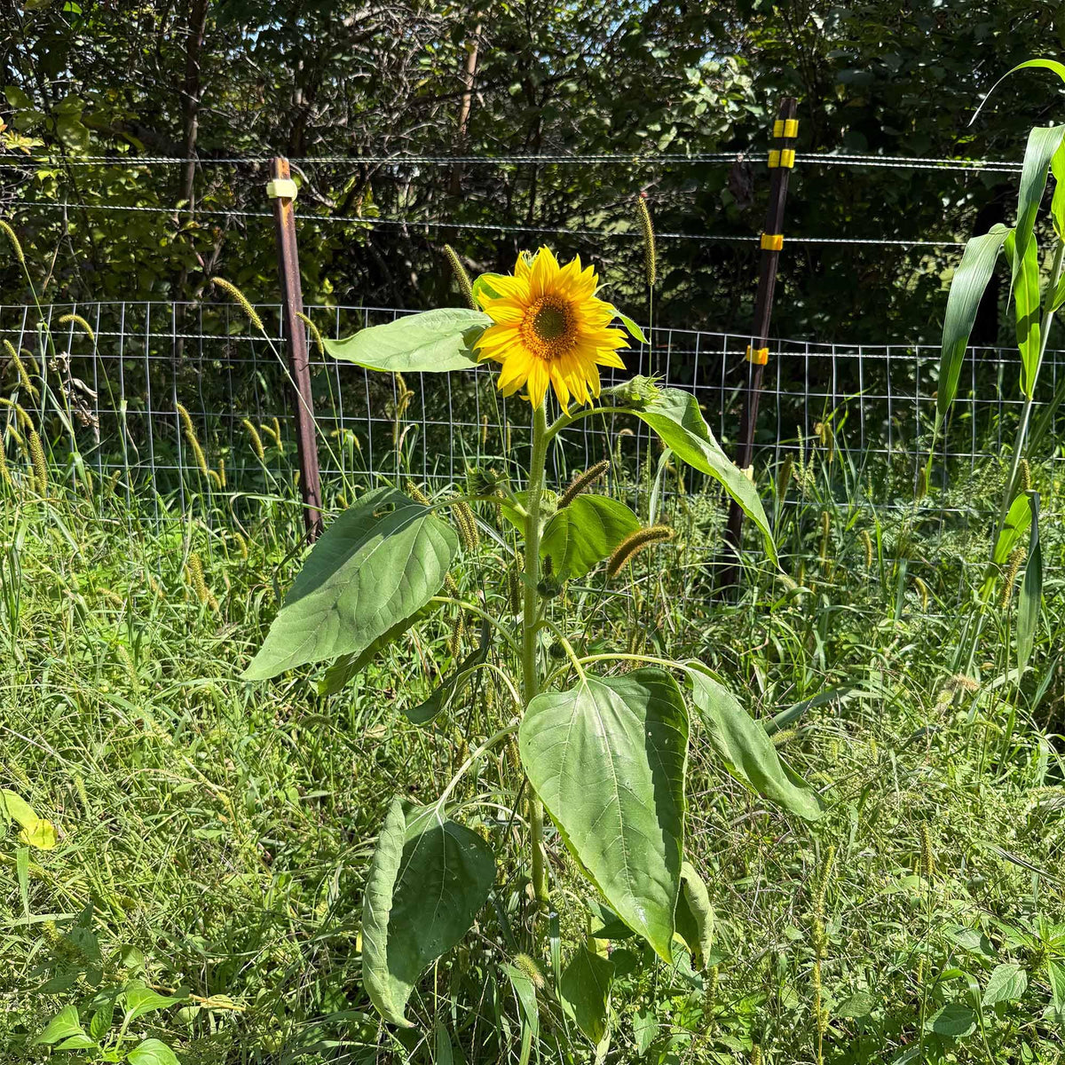 TnT Seed Company Sunflower Seeds for Planting, 5 lb Bag (1/4 Acre), Food Plot Seed for Deer, Birds, Pheasants & Doves, Bulk Sunflower Seeds for Gardens, Pollinators & Cover Crop