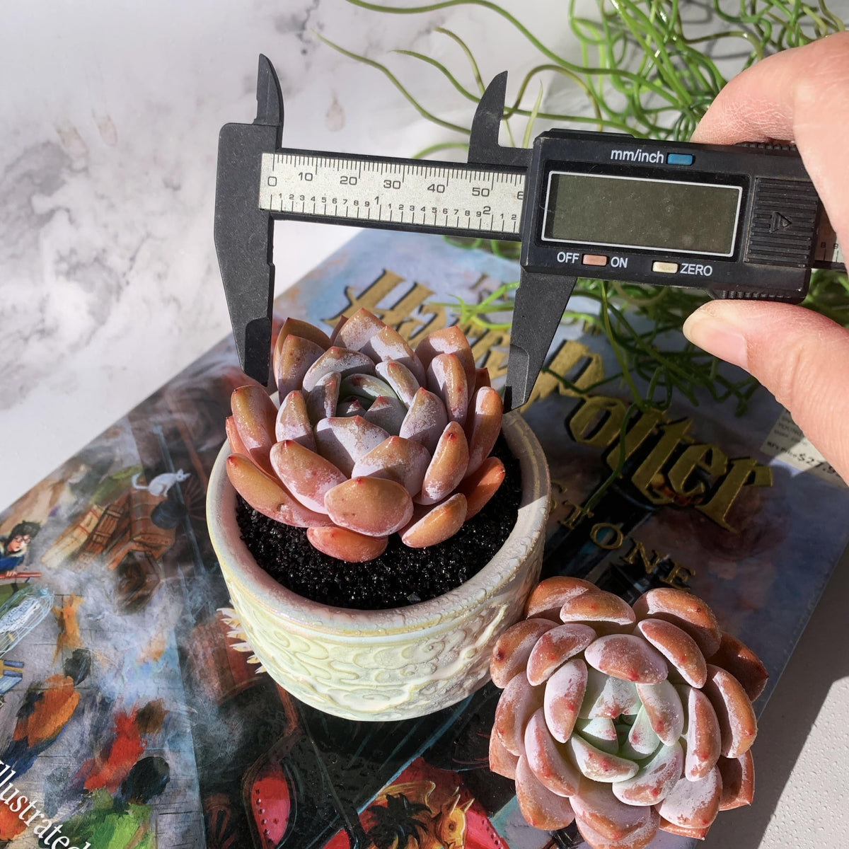 Echeveria Sang-A Rare Live Succulent Plants, 1 Head 2.2" Bare Root Without Pot & Soil, Garden Indoor Office Desk Baby Shower Decoration, Friend Plant Lovers Gifts