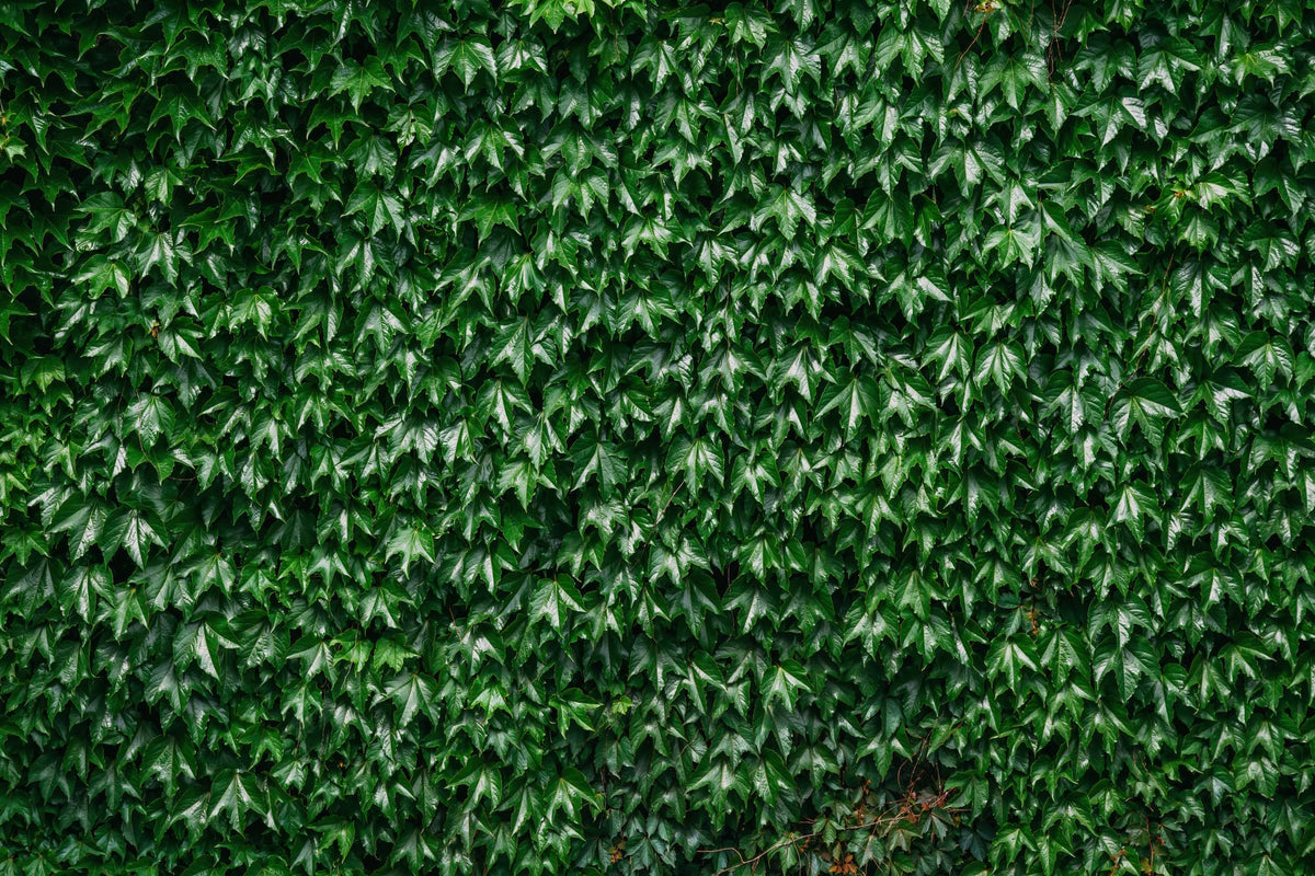 Boston Ivy Plant - Parthenocissus ticuspidata Veitchii - 2.5" Pot