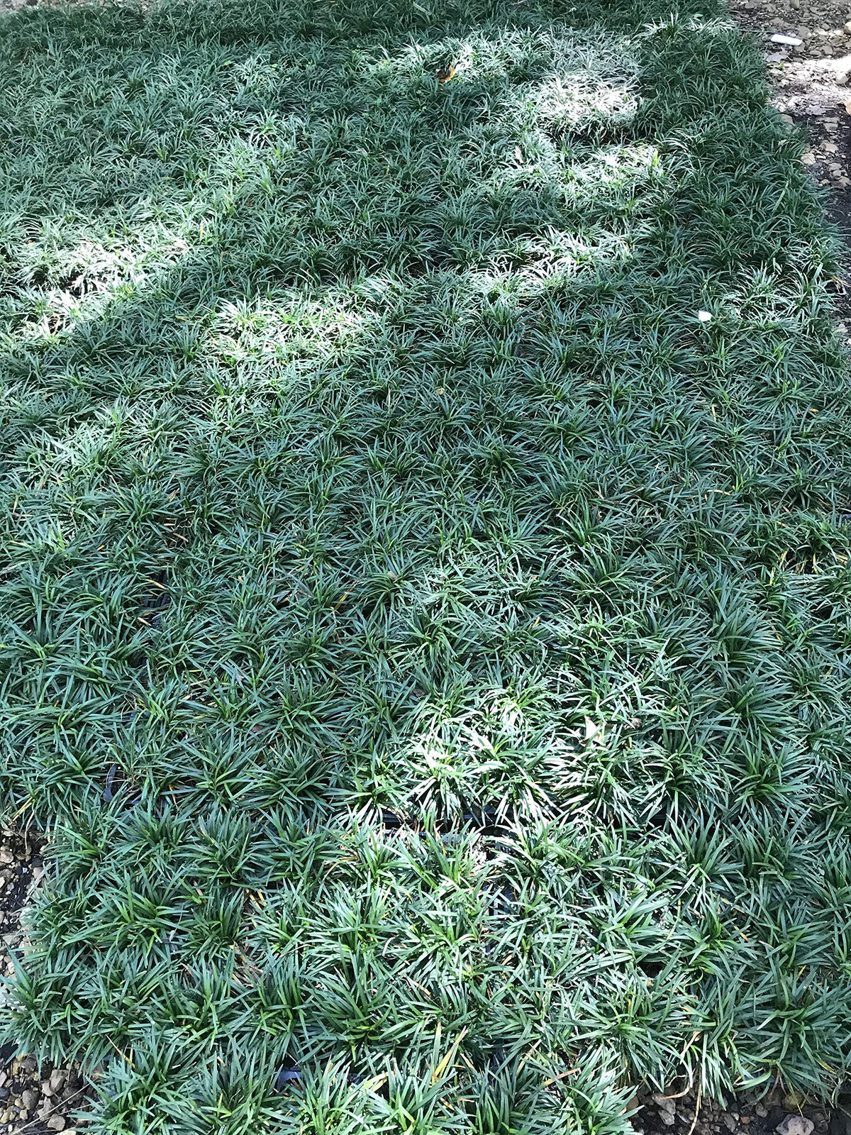 Dwarf Mondo Grass - 54 Live Plants - Shade Loving Evergreen Ground Cover