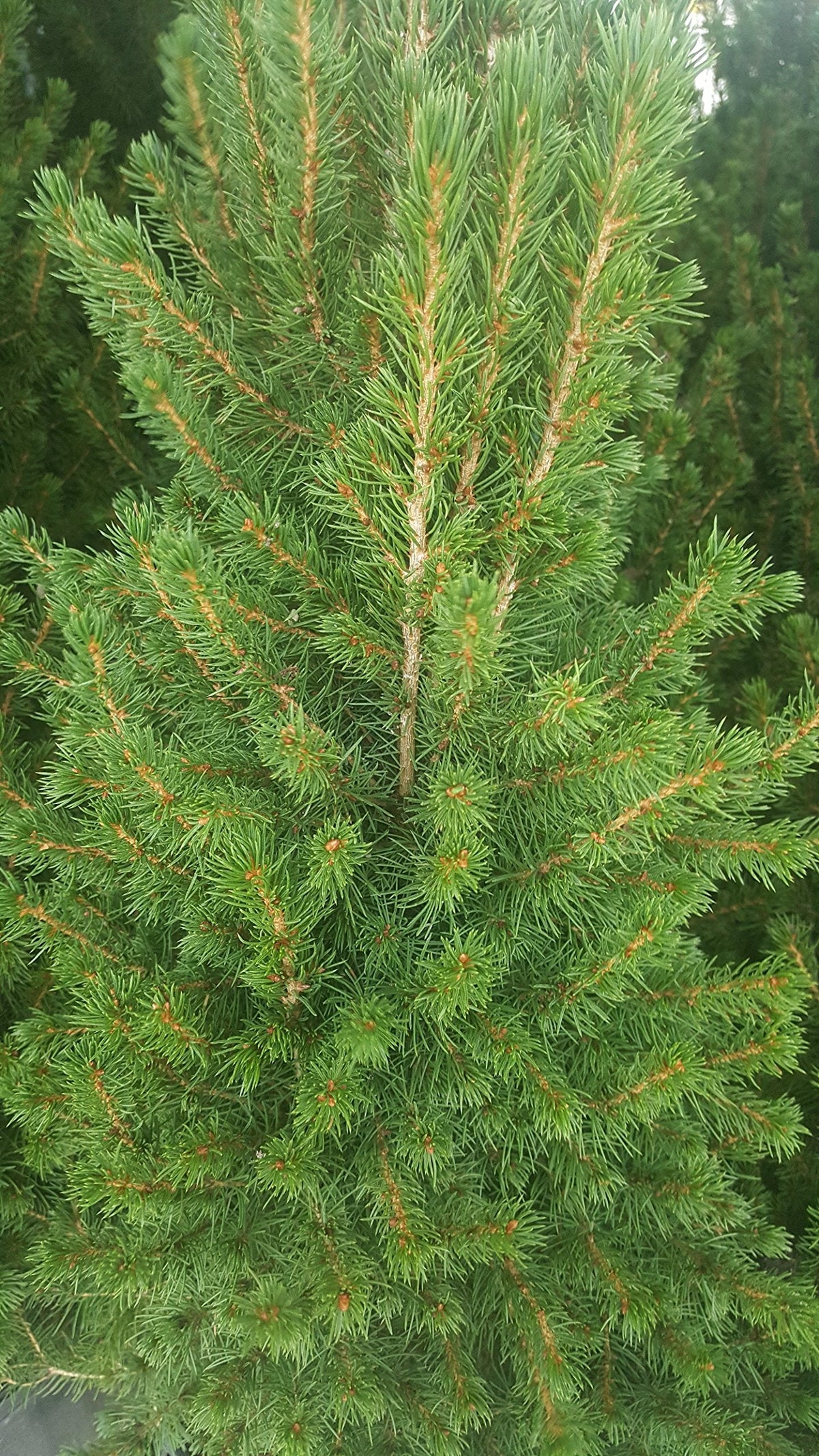 Picea glauca 'Conica' (Dwarf Alberta Spruce) Evergreen, #2 - Size Container