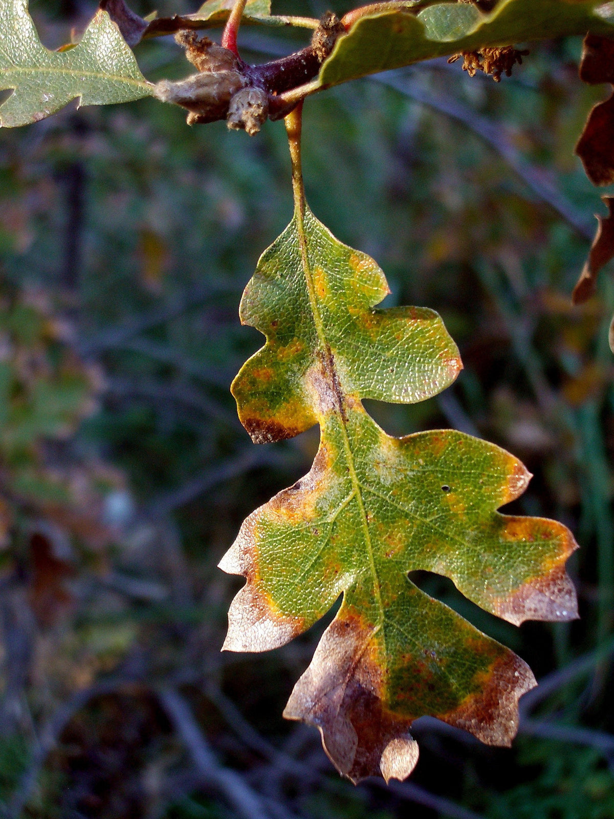 Oregon White Oak | Medium Tree Seedling | The Jonsteen Company